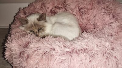 Birma Bonny sucht ein Zuhause auf Lebenszeit Birma Bonny sucht ein Zuhause auf Lebenszeit