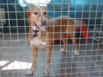 „Lea“, Jagdhund-Mix sucht neues Zuhause „Lea“, Jagdhund-Mix sucht neues Zuhause