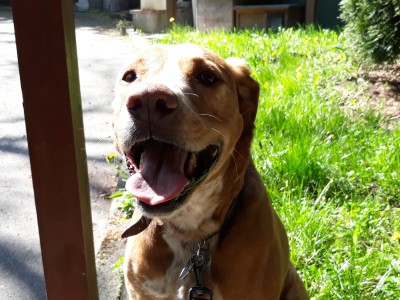 „Lea“, Jagdhund-Mix sucht neues Zuhause „Lea“, Jagdhund-Mix sucht neues Zuhause
