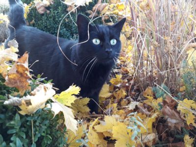 Kater „Bruno“ aus Kleinbettligen seit dem 19.02.2019 vermisst.