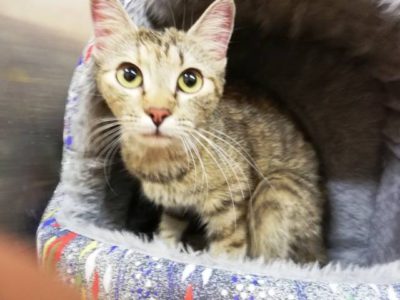Katze in Neuffen zugelaufen (27.08.18) Katze in Neuffen zugelaufen (27.08.18)
