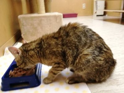 Katze in Neuffen zugelaufen (27.08.18) Katze in Neuffen zugelaufen (27.08.18)