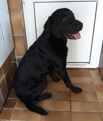 Zuhause gefunden: „Buddy“ Rottweiler-Labrador-Mix