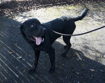 Zuhause gefunden: „Buddy“ Rottweiler-Labrador-Mix Zuhause gefunden: „Buddy“ Rottweiler-Labrador-Mix