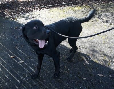 Zuhause gefunden: „Buddy“ Rottweiler-Labrador-Mix