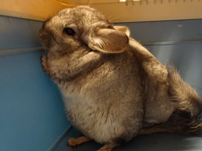 2 Chinchillas in Neckartenzlingen gefunden