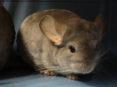 2 Chinchillas in Neckartenzlingen gefunden