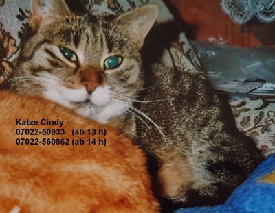Katze „Cindy“ sucht Zuhause Katze „Cindy“ sucht Zuhause