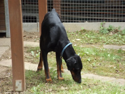 Dobermann in Neckartailfingen zugelaufen