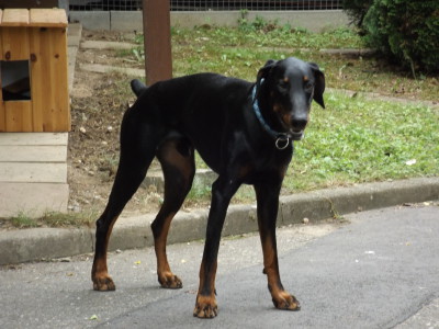 Dobermann in Neckartailfingen zugelaufen