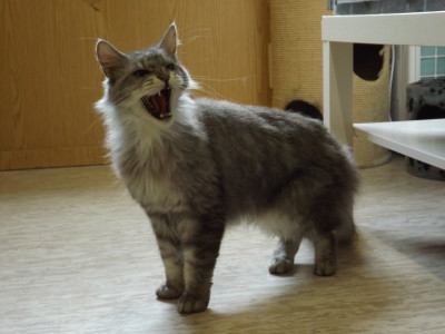 Maine-Coon-Kater in Frickenhausen zugelaufen