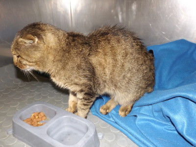 15.10.15 Alter abgemagerter Kater in Tischardt aufgegriffen 15.10.15 Alter abgemagerter Kater in Tischardt aufgegriffen