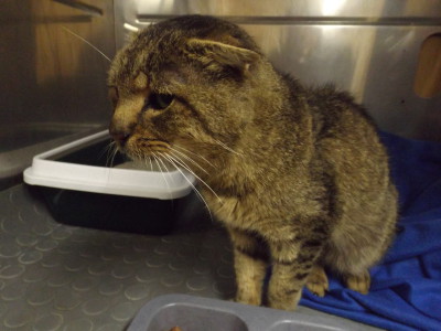 15.10.15 Alter abgemagerter Kater in Tischardt aufgegriffen 15.10.15 Alter abgemagerter Kater in Tischardt aufgegriffen