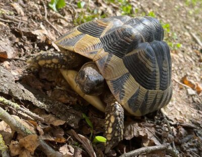 18.07.21 Landschildkröte in 72654 Neckartenzlingen zugelaufen