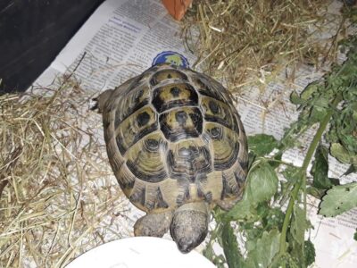 24.08.19 Landschildkröte in Neuhausen zugelaufen