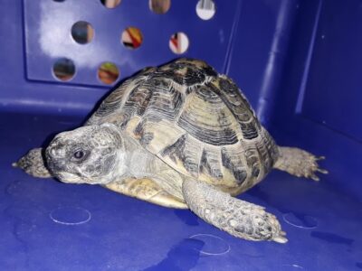 24.08.19 Landschildkröte in Neuhausen zugelaufen