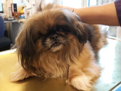 29.12.19 Pekinese in Großbettlingen zugelaufen