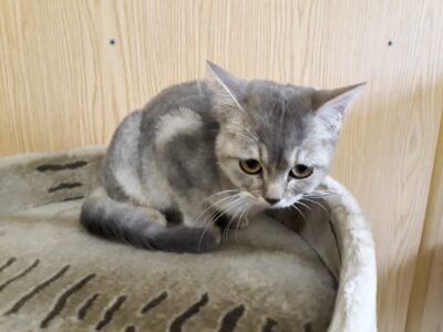 07.03.20 Junger Kater in Linsenhofen zugelaufen