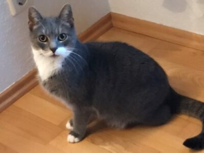 ZUHAUSE GEFUNDEN!! Kater Gismo sucht neues Zuhause ZUHAUSE GEFUNDEN!! Kater Gismo sucht neues Zuhause