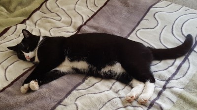 Kater Tommy in Nürtingen-Oberensingen vermisst