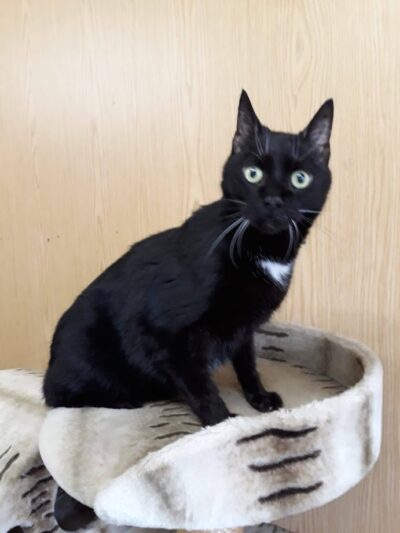07.03.21 Katze vor Tierauffangstation ausgesetzt! 07.03.21 Katze vor Tierauffangstation ausgesetzt!