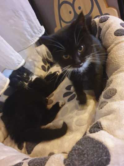3 Jungkatzen suchen neuen Wirkungskreis 3 Jungkatzen suchen neuen Wirkungskreis