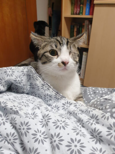 3 Jungkatzen suchen neuen Wirkungskreis 3 Jungkatzen suchen neuen Wirkungskreis