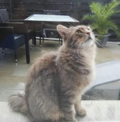 Kater Spikey sucht neues Zuhause Kater Spikey sucht neues Zuhause