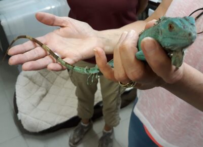 19.07.21 Leguan in Beuren gefunden