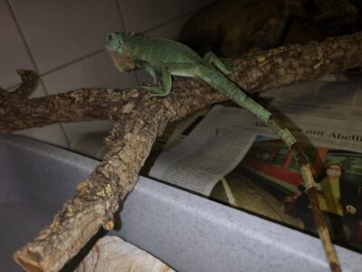 19.07.21 Leguan in Beuren gefunden