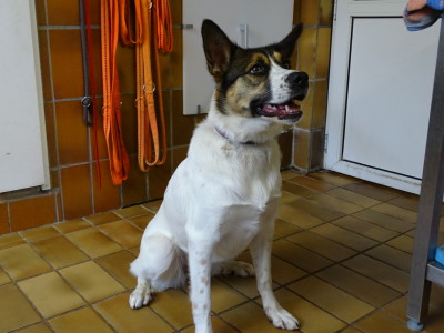 Border Collie-Mix „Lilith“ sucht neues Zuhause Border Collie-Mix „Lilith“ sucht neues Zuhause
