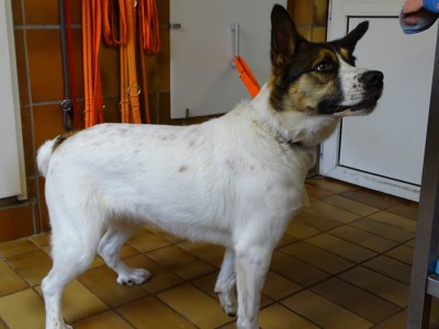 Border Collie-Mix „Lilith“ sucht neues Zuhause Border Collie-Mix „Lilith“ sucht neues Zuhause