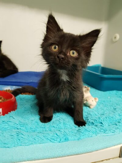 Zuhause gefunden: Loki und Moki Zuhause gefunden: Loki und Moki