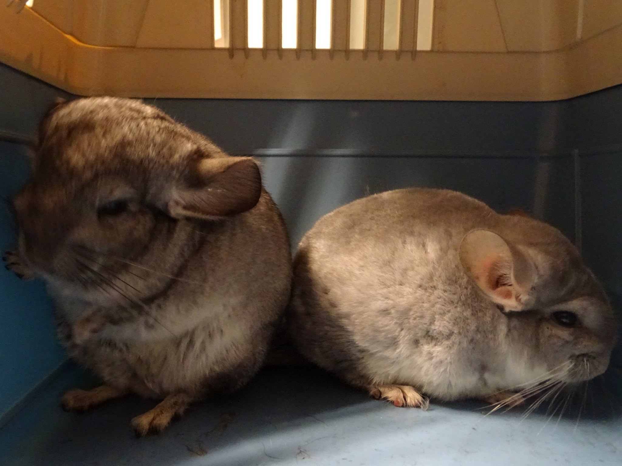 Fundtiere - gefundene und aufgegriffene Tiere