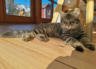 Katze Cleo seit 28.03.21 in Altdorf vermisst.