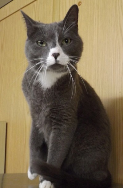 Kastrierter Kater zugelaufen Kastrierter Kater zugelaufen
